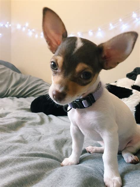 Chiweenies for sale near me - 10 weeks old Chiweennies for sale. They are vet checked, 1st shots, wormed, bath, nails trimmed, and housebreaking started. Pictures don't d...